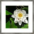 White Lotus Heart Leaf Framed Print