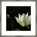 White Lotus Profile Framed Print