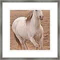 White Mare Approaches Number One Close Up Muted Framed Print