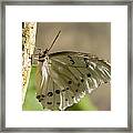 White Morpho Butterfly Framed Print