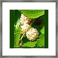 White Mulberries-i Framed Print