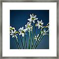 White Narcissus On A Dark Blue Background Framed Print