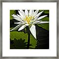 White Nymphaea, Water Lily Framed Print