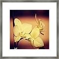 White Orchid Framed Print