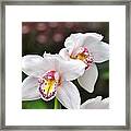 White Orchid Framed Print
