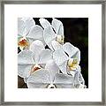 White Orchids After The Rain Framed Print