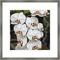 White Orchids Framed Print