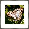 White Peacock Butterfly Framed Print