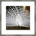 White Peacock Framed Print