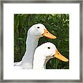 White Pekin Ducks Framed Print