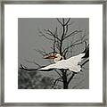 White Pelican Flight Framed Print