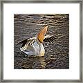 White Pelican Framed Print