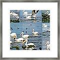 White Pelicans Collage Framed Print