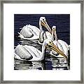 White Pelicans Fishing Framed Print