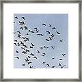 White Pelicans Framed Print