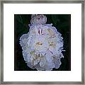 White Peony And Companion Abstract Flower Painting Framed Print