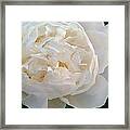 White Peony Framed Print