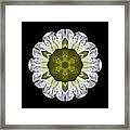 White Petunia Iv Flower Mandala Framed Print