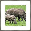 White Rhino 8 Framed Print