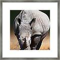 White Rhinoceros  Front View Framed Print