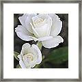 White Rose Duo Framed Print