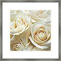 White Roses Framed Print