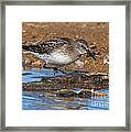 White-rumped Sandpiper... Framed Print