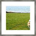 White Sheep In A Green Field By The Sea Framed Print
