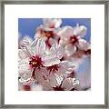 White Spring Almond Flowers Framed Print