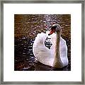 White Swan Framed Print