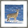 White Tail Deer Framed Print