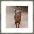 White Tailed Deer Buck In Snow Framed Print