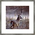 White-tailed Deer Buck Framed Print