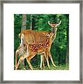 White-tailed Deer Doe And Fawn Framed Print