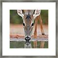 White-tailed Deer Drinking, South Framed Print