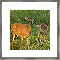 White-tailed Doe With Fawn Framed Print