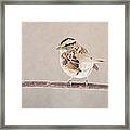 White Throated Sparrow Framed Print
