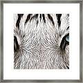 White Tiger Eyes Painting Framed Print