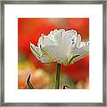 White Tulip Weisse Gefuellte Tulpe Framed Print