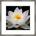 White Water Lily Framed Print