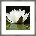 White Water Lily With Blue Dragonfly Framed Print