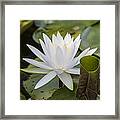 White Water Lily With Curiously Scrolled Leaf Framed Print