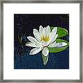 White Water Lily Framed Print
