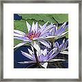 White Waterlilies Framed Print