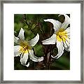 White Wildflowers 2 Framed Print