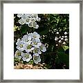 White Wildflowers Framed Print
