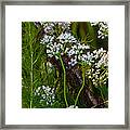 White Wildflowers On A Branch Framed Print