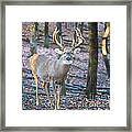 Whitetail Buck Framed Print