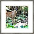 Whitetail Fawn 014 Framed Print