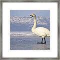 Whooper Swan Calling Hokkaido Japan Framed Print